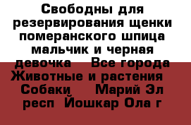 Свободны для резервирования щенки померанского шпица мальчик и черная девочка  - Все города Животные и растения » Собаки   . Марий Эл респ.,Йошкар-Ола г.